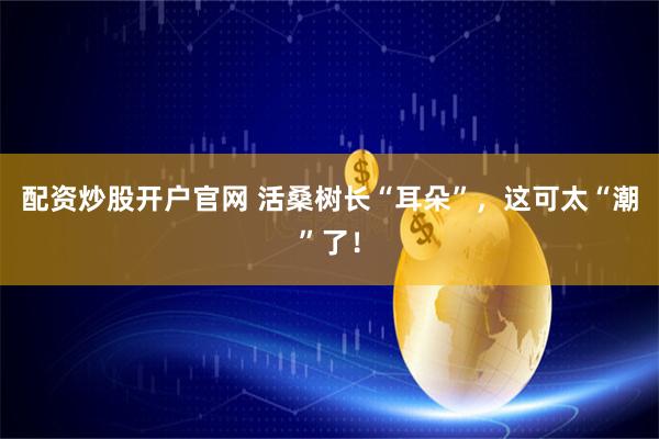 配资炒股开户官网 活桑树长“耳朵”，这可太“潮”了！